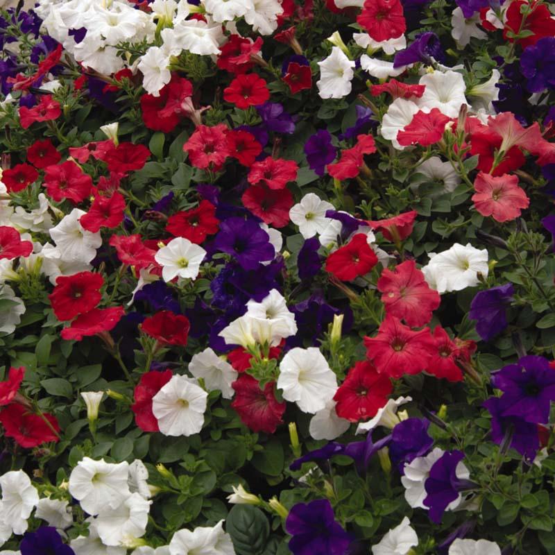 Petunia Easy Wave Flag Mix - View 12 from www redcrocus com