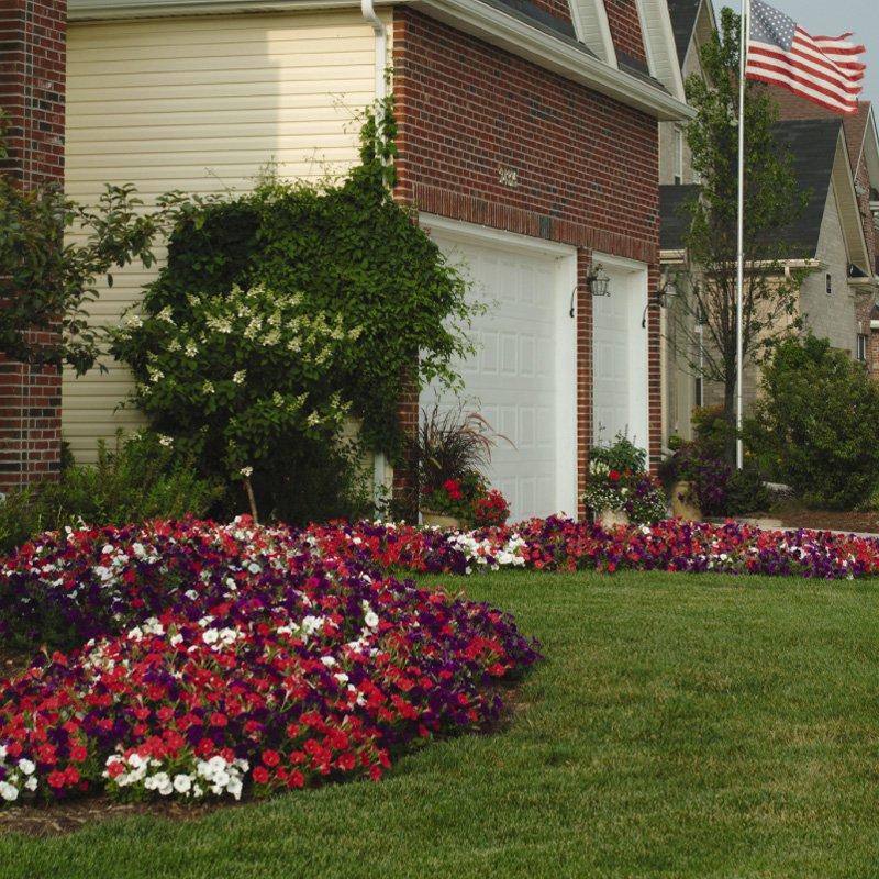 Petunia Easy Wave Flag Mix - View 17 from www redcrocus com