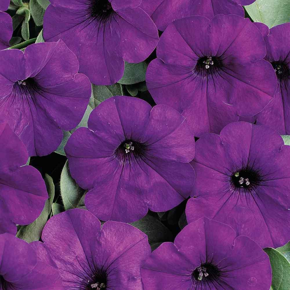 Petunia Easy Wave Blue - View 19 from www redcrocus com
