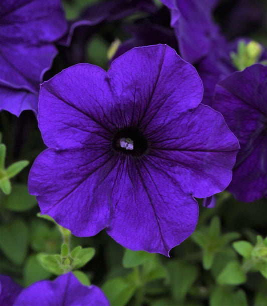 Petunia Easy Wave Blue - View 1 from www redcrocus com