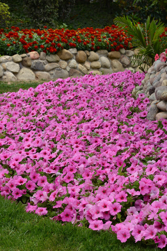 Petunia Easy Wave Pink - View 1 from www redcrocus com