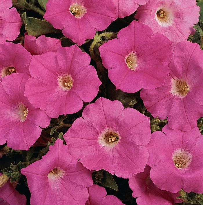 Petunia 'easy Wave Pink' - View 10 from www redcrocus com