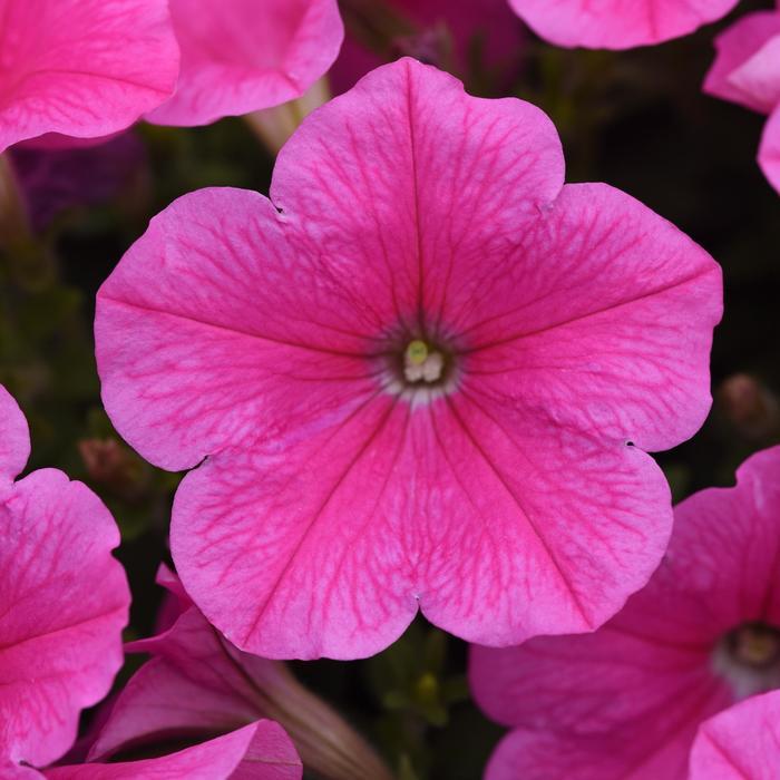 Petunia 'easy Wave Pink' - View 18 from www redcrocus com