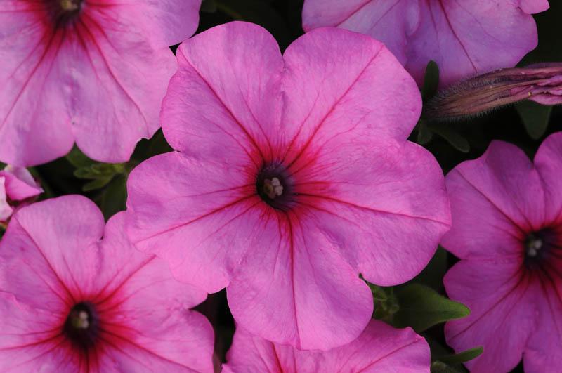 Petunia 'easy Wave Pink' - View 5 from www redcrocus com