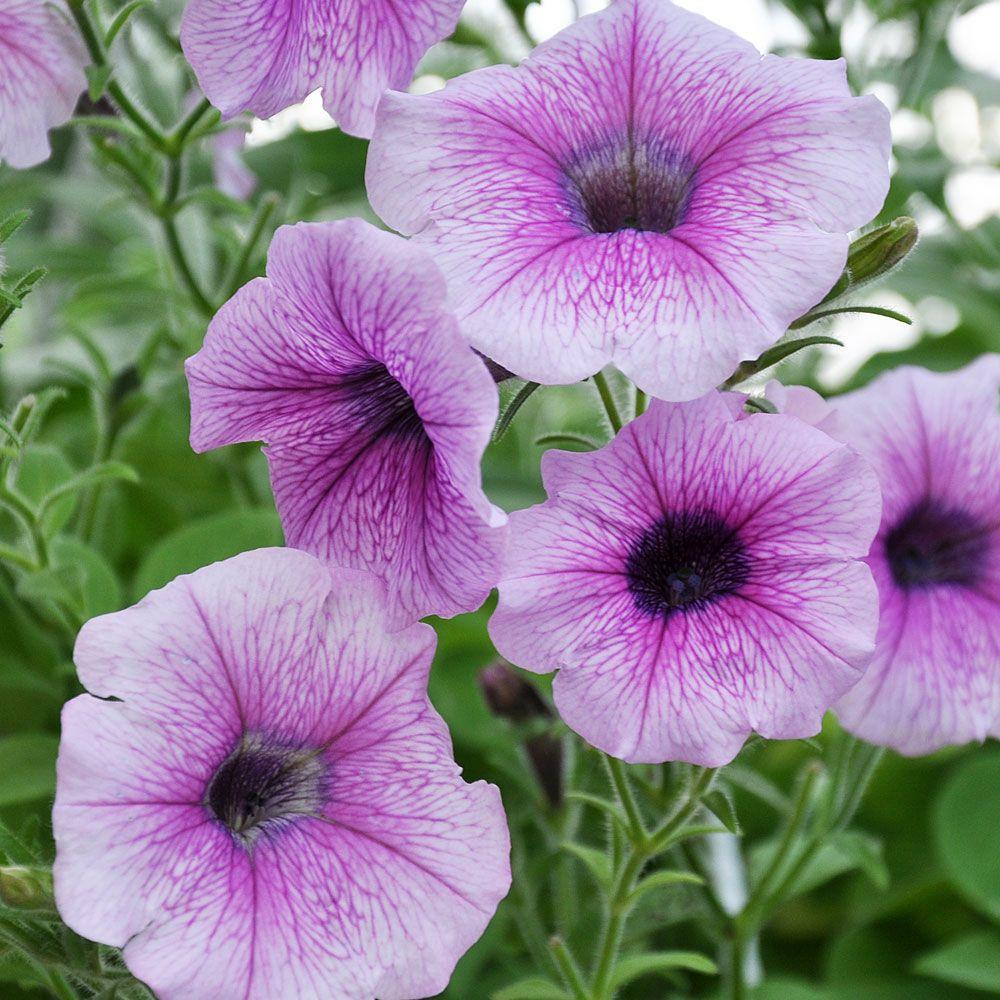 Petunia 'shock Wave Pink Vein' - View 10 from www redcrocus com