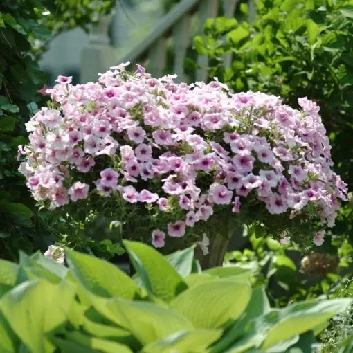 Petunia 'shock Wave Pink Vein' - View 11 from www redcrocus com