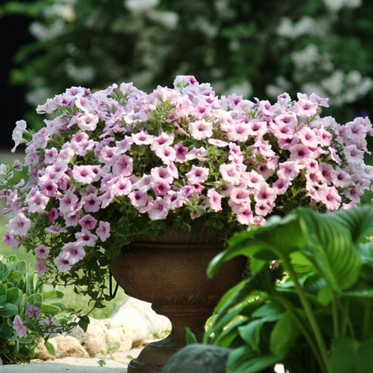 Petunia 'shock Wave Pink Vein' - View 1 from www redcrocus com