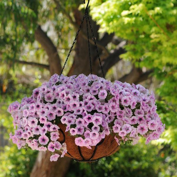 Petunia 'shock Wave Pink Vein' - View 2 from www redcrocus com