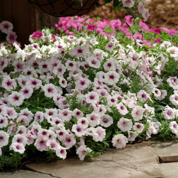 Petunia 'shock Wave Pink Vein' - View 3 from www redcrocus com