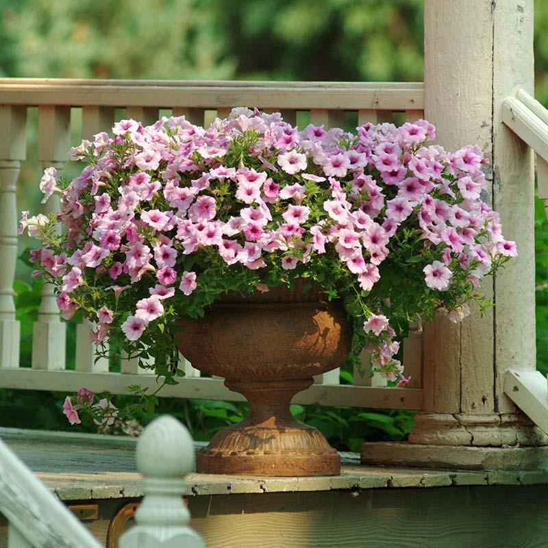 Petunia 'shock Wave Pink Vein' - View 5 from www redcrocus com