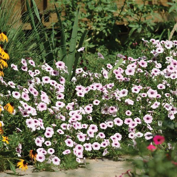 Petunia 'shock Wave Pink Vein' - View 7 from www redcrocus com