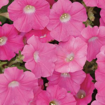 Petunia Shock Wave Spark Mix - View 10 from www redcrocus com
