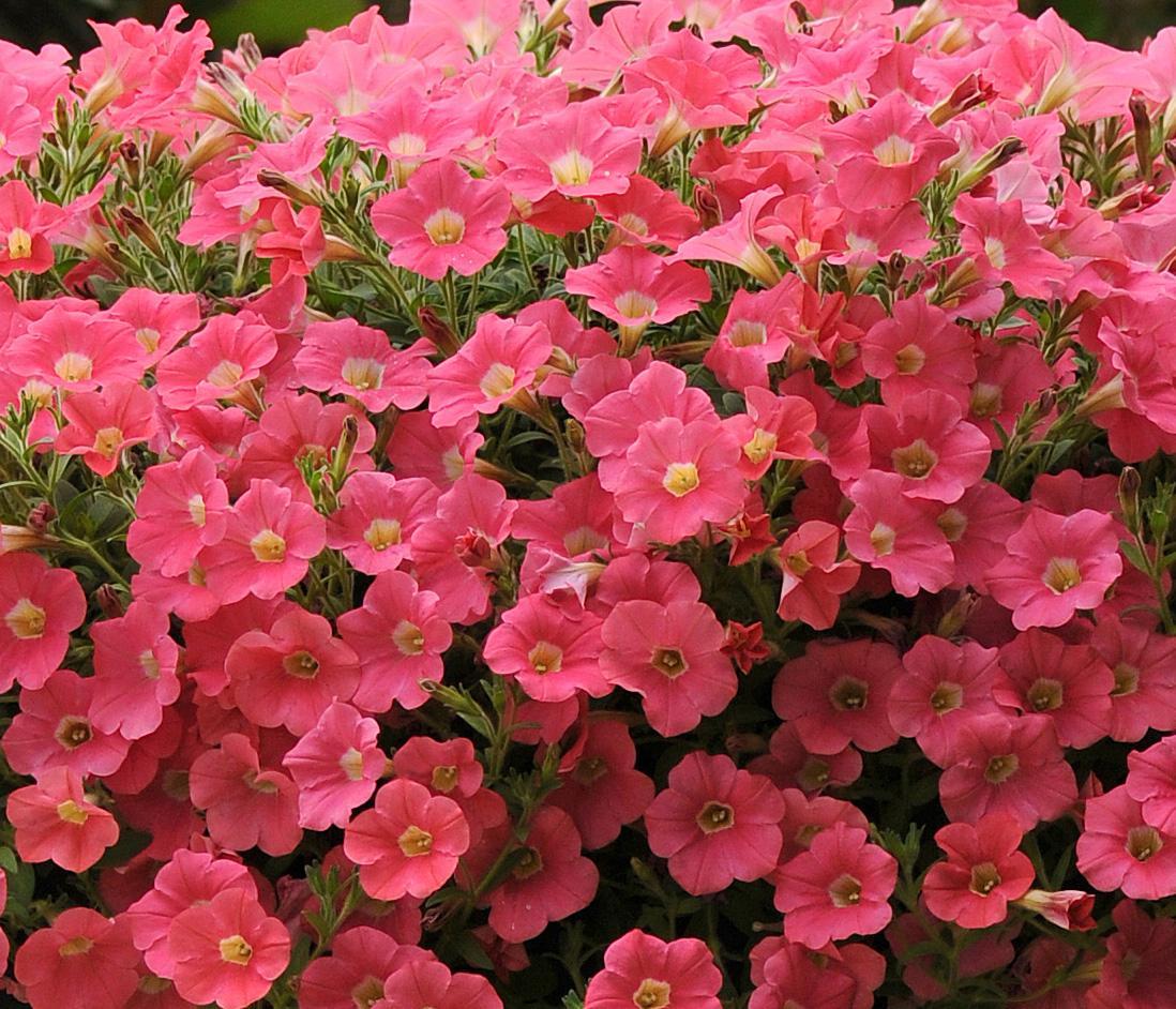 Petunia Shock Wave Spark Mix - View 11 from www redcrocus com