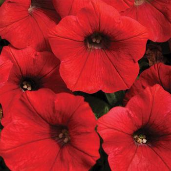Petunia Shock Wave Spark Mix - View 12 from www redcrocus com