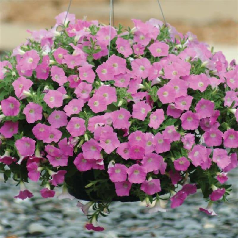 Petunia Shock Wave Spark Mix - View 13 from www redcrocus com