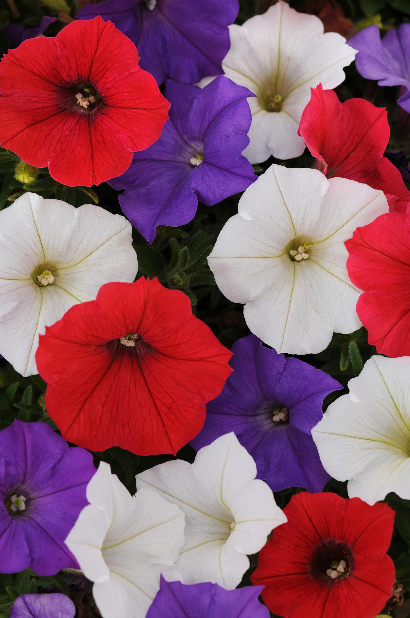 Petunia Shock Wave Spark Mix - View 14 from www redcrocus com
