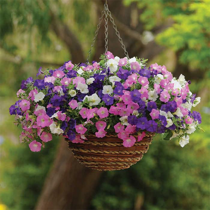 Petunia Shock Wave Spark Mix - View 1 from www redcrocus com
