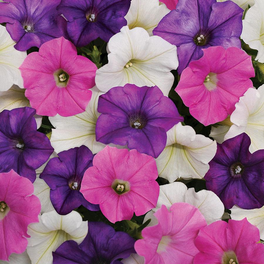 Petunia Shock Wave Spark Mix - View 2 from www redcrocus com