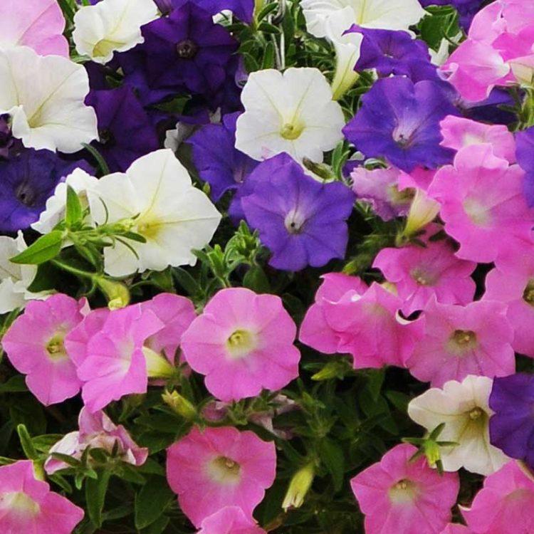 Petunia Shock Wave Spark Mix - View 3 from www redcrocus com