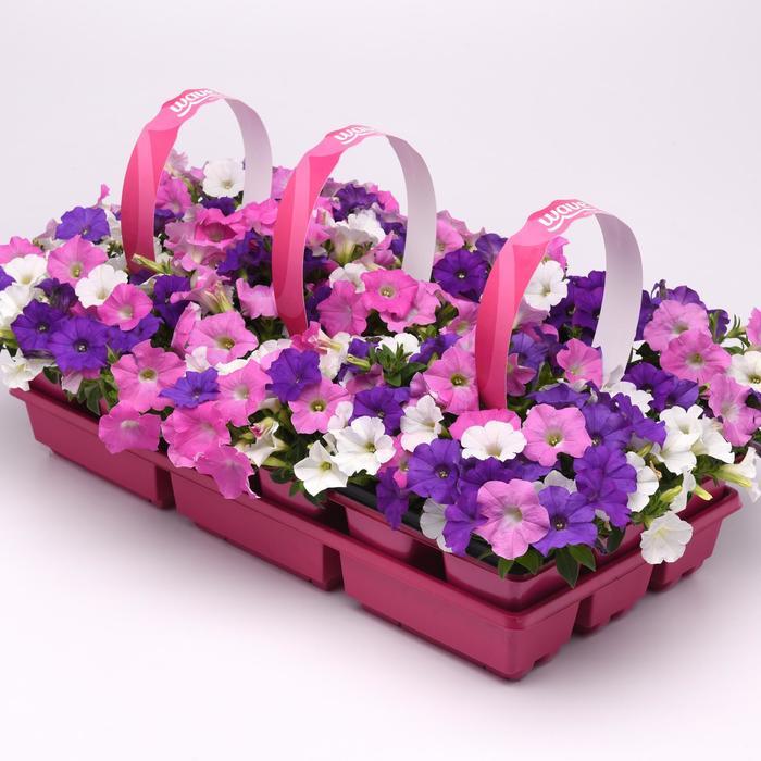 Petunia Shock Wave Spark Mix - View 6 from www redcrocus com