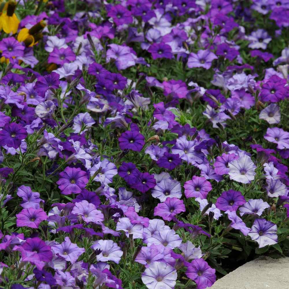 Petunia Shock Wave Spark Mix - View 7 from www redcrocus com