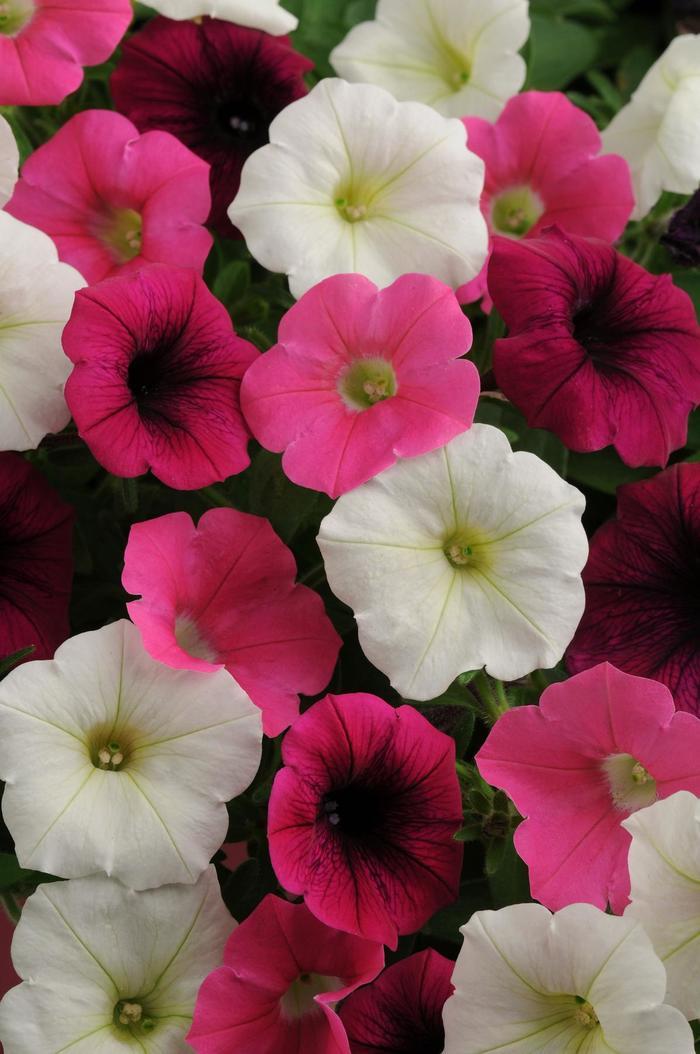Petunia Shock Wave Spark Mix - View 9 from www redcrocus com