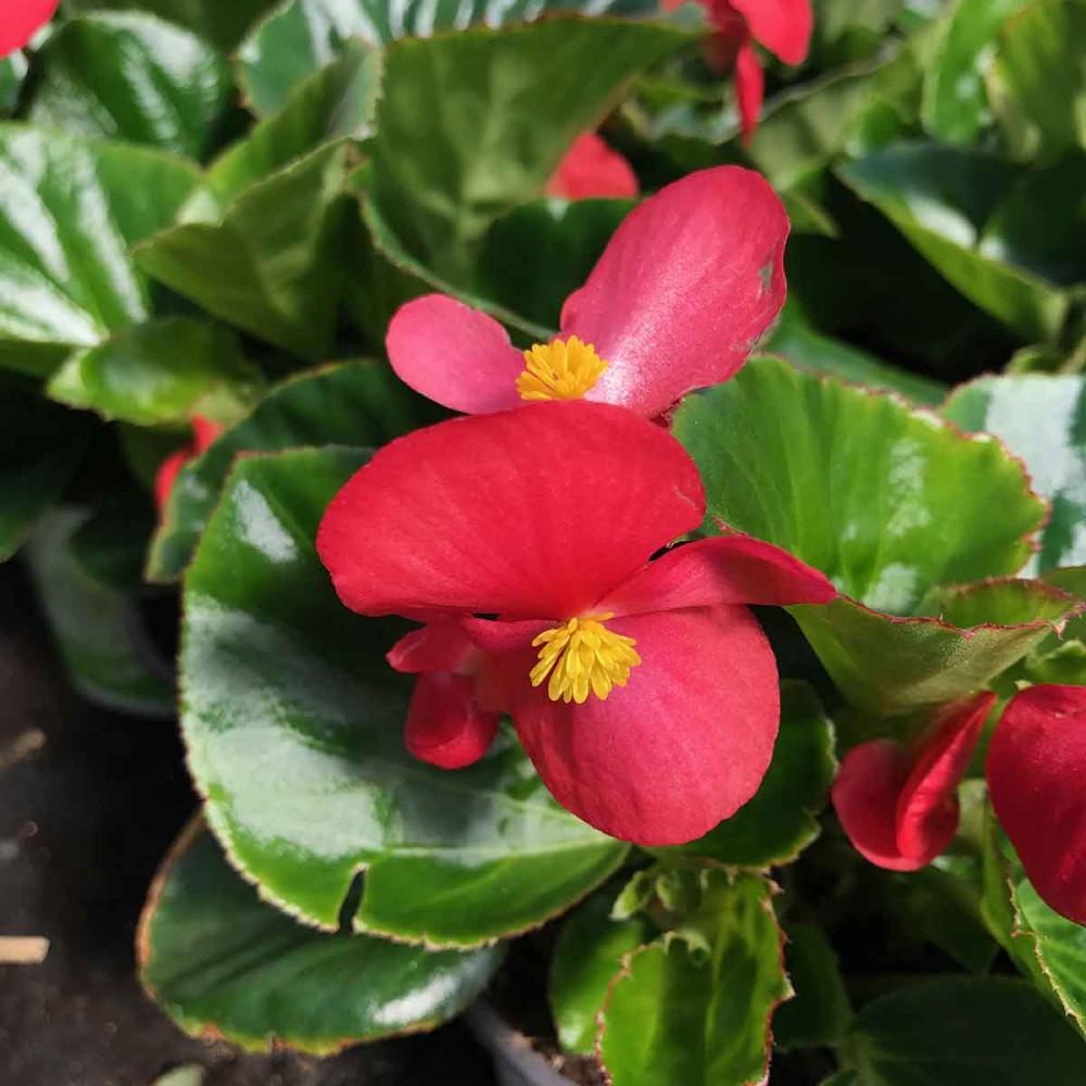 Begonia Big Red With Green Leaf - View 10 from www redcrocus com