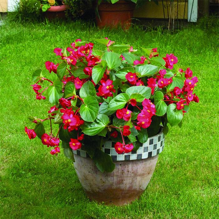 Begonia Big Red With Green Leaf - View 12 from www redcrocus com
