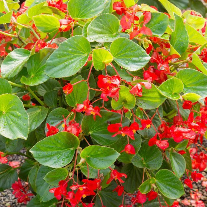 Begonia Big Red With Green Leaf - View 14 from www redcrocus com