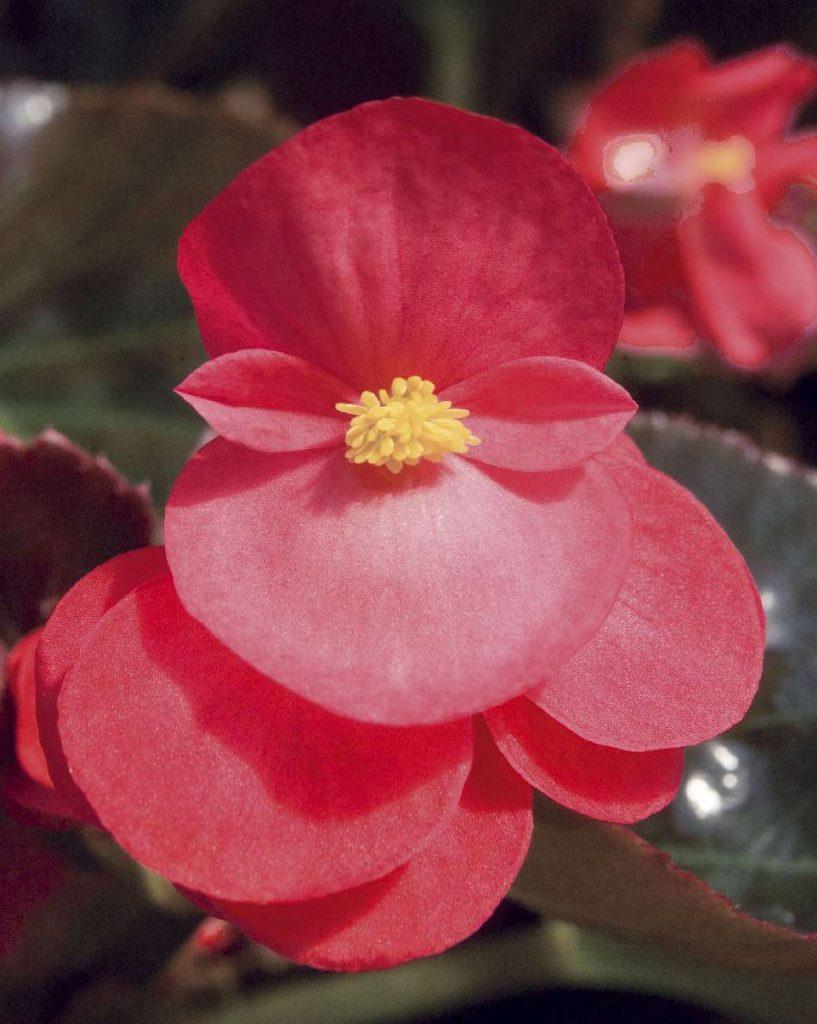 Begonia Big Red With Green Leaf - View 17 from www redcrocus com