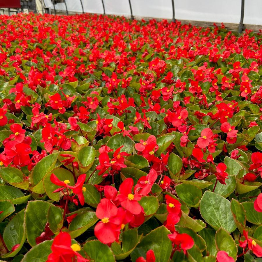 Begonia Big Red With Green Leaf - View 19 from www redcrocus com