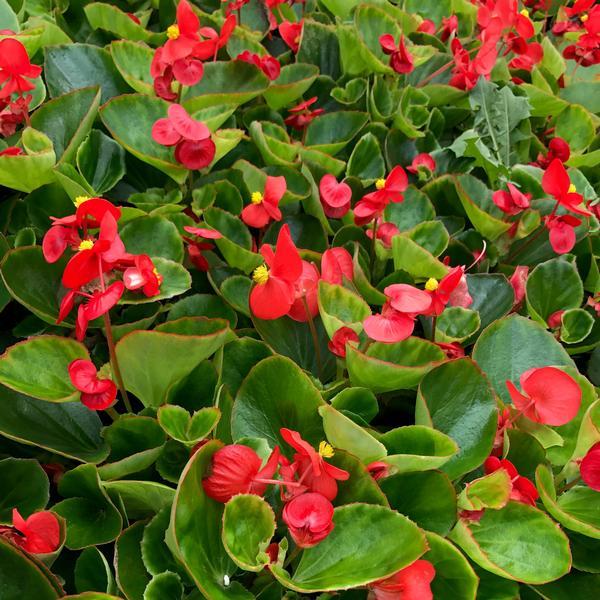 Begonia Big Red With Green Leaf - View 1 from www redcrocus com