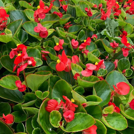 Begonia Big Red With Green Leaf - View 1 from www redcrocus com