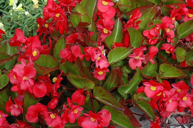 Begonia Big Red With Green Leaf - View 2 from www redcrocus com
