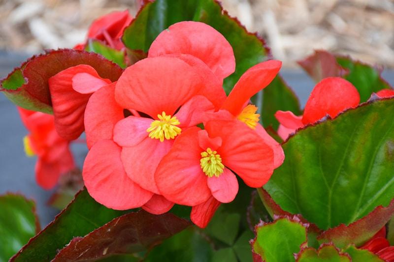 Begonia Big Red With Green Leaf - View 3 from www redcrocus com