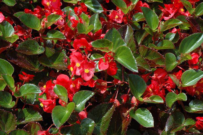 Begonia Big Red With Green Leaf - View 4 from www redcrocus com