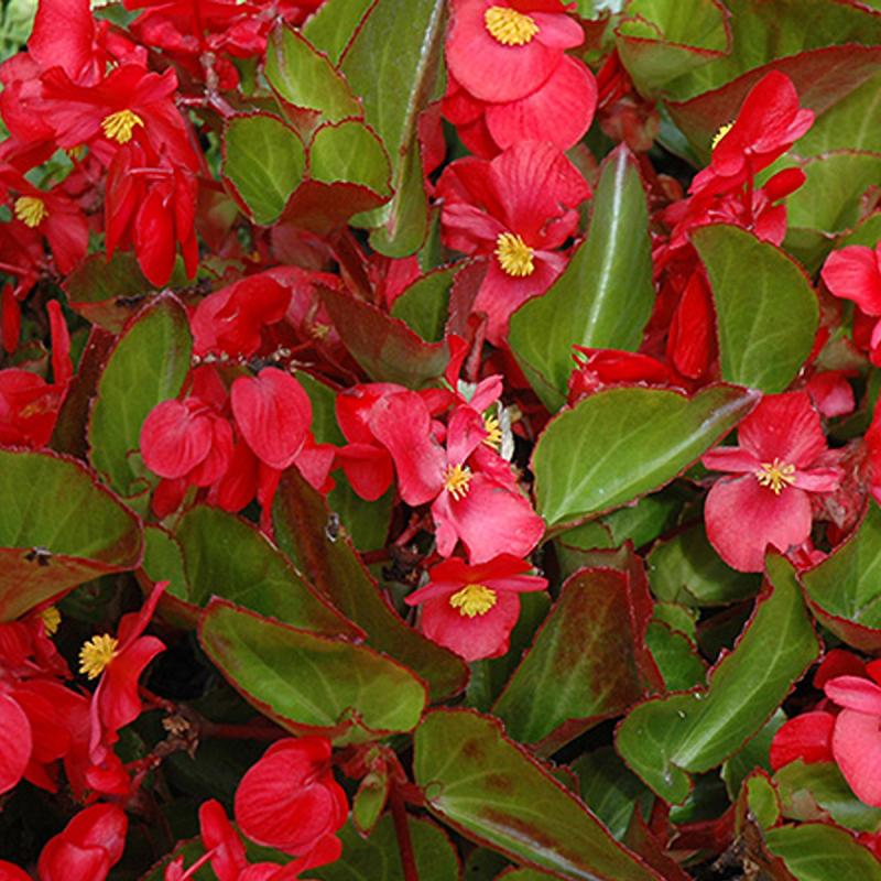 Begonia Big Red With Green Leaf - View 5 from www redcrocus com