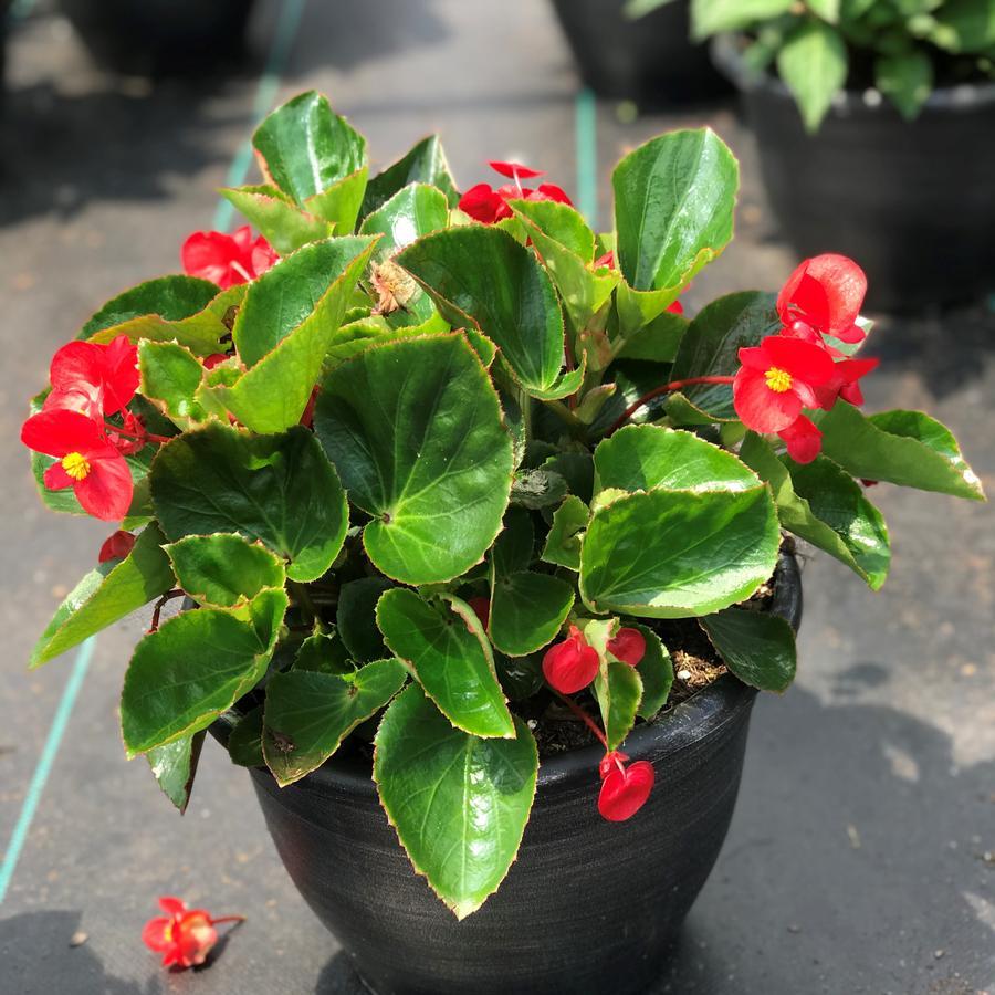 Begonia Big Red With Green Leaf - View 6 from www redcrocus com