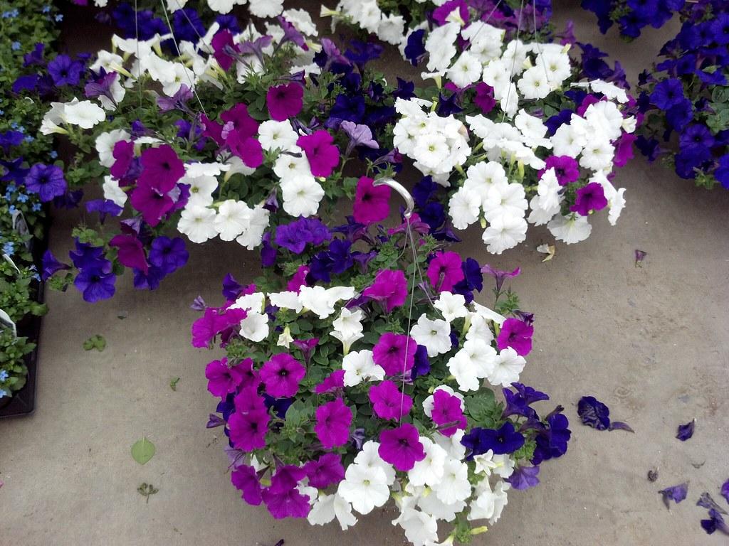 Petunia Easy Wave Great Lakes Mix - View 10 from www redcrocus com