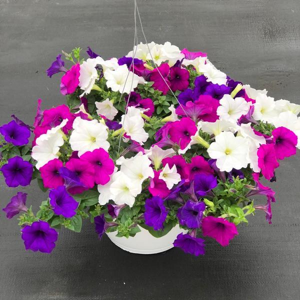 Petunia Easy Wave Great Lakes Mix - View 12 from www redcrocus com