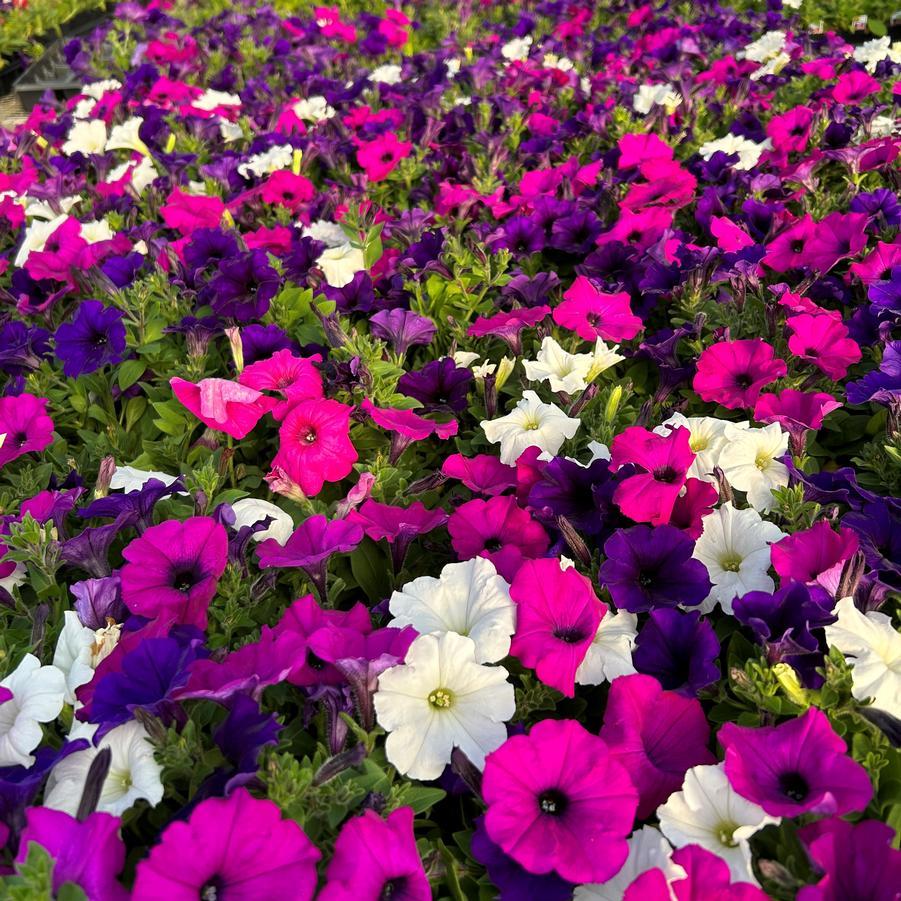 Petunia Easy Wave Great Lakes Mix - View 1 from www redcrocus com