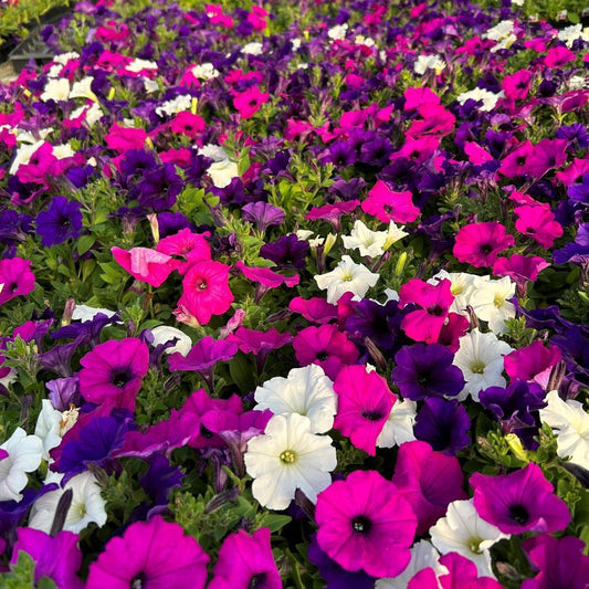 Petunia Easy Wave Great Lakes Mix - View 1 from www redcrocus com