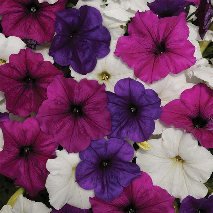 Petunia Easy Wave Great Lakes Mix - View 2 from www redcrocus com