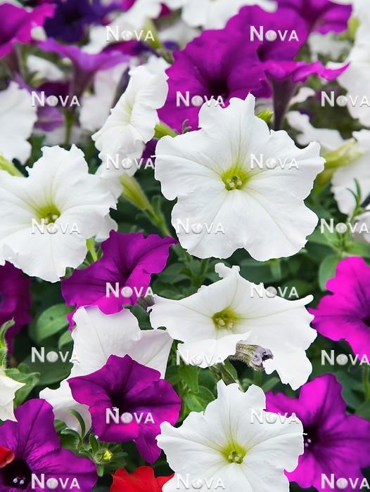 Petunia Easy Wave Great Lakes Mix - View 5 from www redcrocus com