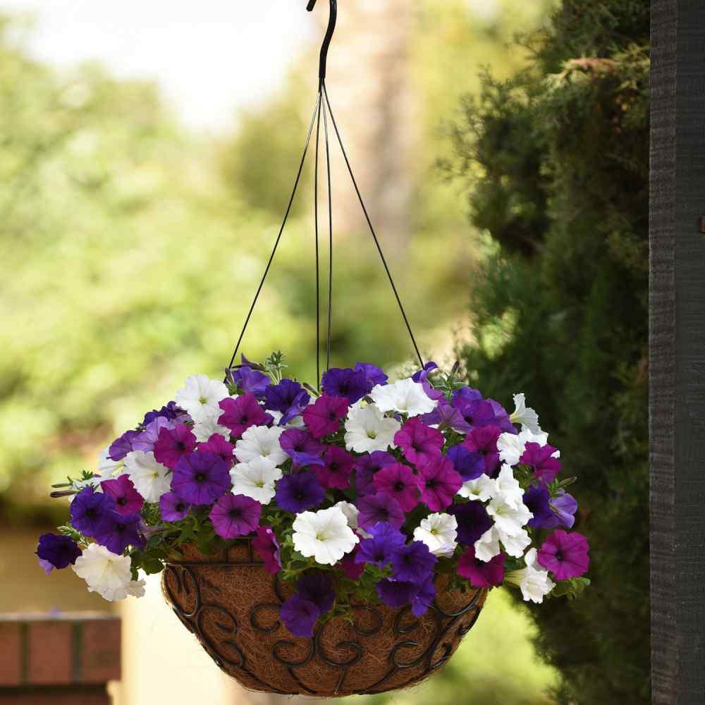 Petunia Easy Wave Great Lakes Mix - View 6 from www redcrocus com
