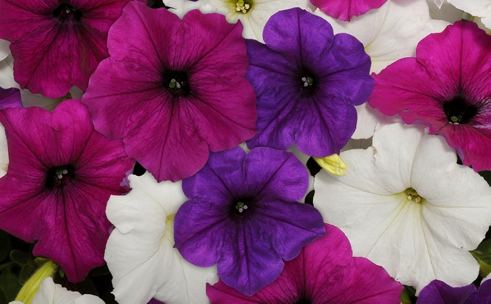 Petunia Easy Wave Great Lakes Mix - View 7 from www redcrocus com