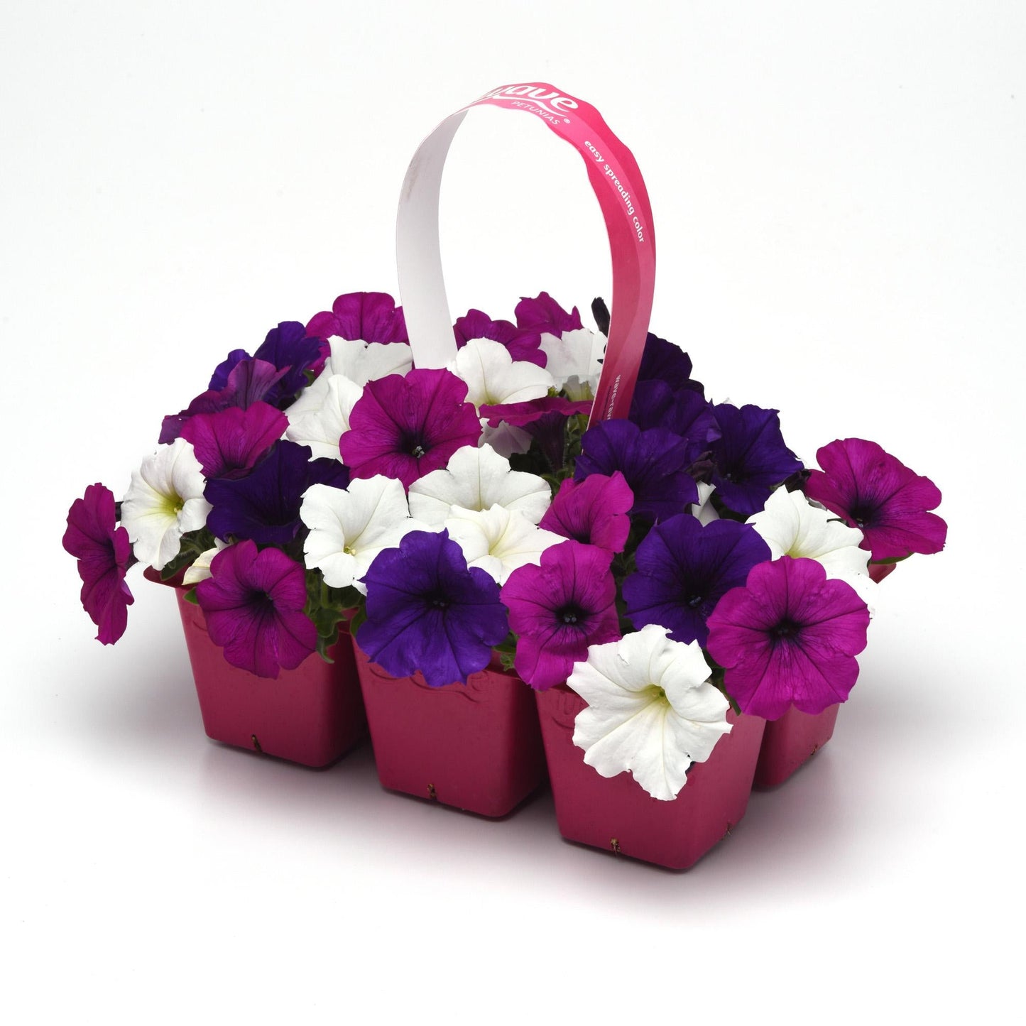 Petunia Easy Wave Great Lakes Mix - View 9 from www redcrocus com