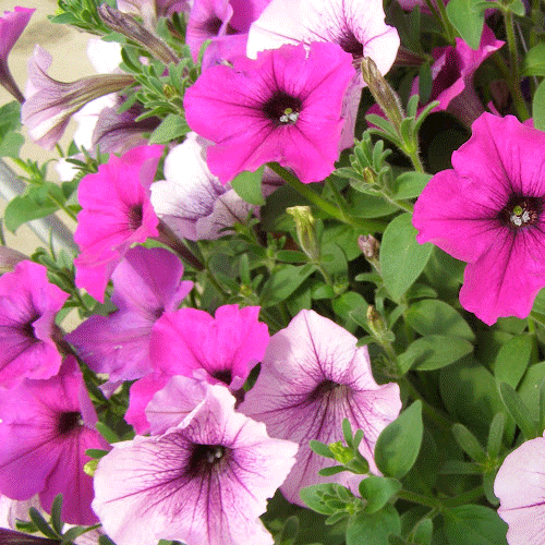 Petunia Easy Wave Plum Pudding Mix - View 12 from www redcrocus com