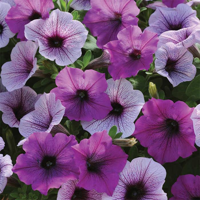 Petunia Easy Wave Plum Pudding Mix - View 1 from www redcrocus com