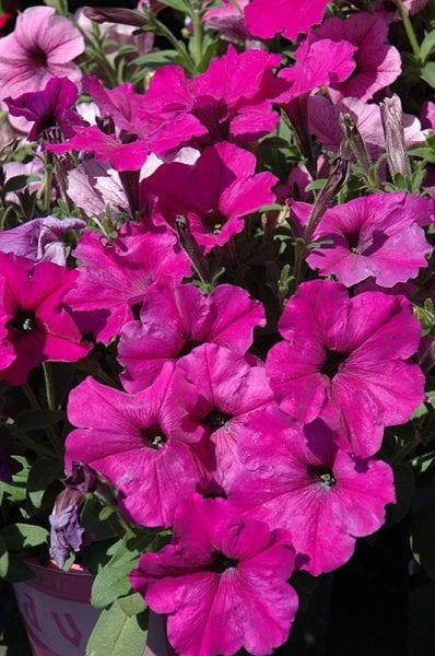 Petunia Easy Wave Plum Pudding Mix - View 3 from www redcrocus com